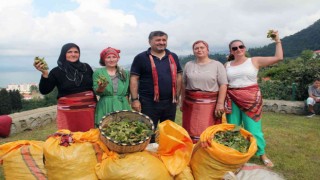 Giresunda fındık hasat şenliği düzenlendi