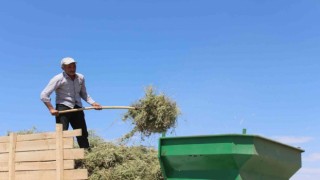 Görsel şölen sunan mor tarlalarda hasat başladı