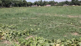 Güroymakta karpuz tarlada kaldı