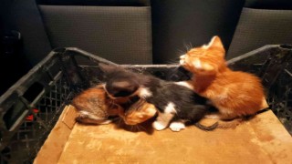 Hafriyat altında kalan 3 yavru kedi kurtarıldı
