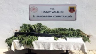 Hatayda zeytin bahçesine kenevir eken kişi gözaltına alındı