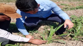 Hayvancılığın kurtuluşu olarak görülen ‘Maralfalfa Elbistanda ilk kez ekildi