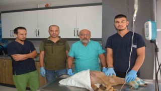 Hayvanların saldırısına uğrayan karaca yavrusu koruma altına alındı