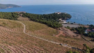 Heybeliadada yanan ormanlık alan 1. yıl dönümünde eski yeşil görünümüne kavuşuyor