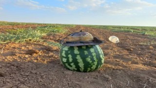Hıdıroz karpuzu tezgahlardaki yerini aldı, yiyen bir daha alıyor