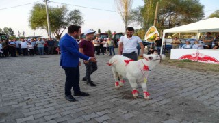 Hisarcıkta “En güzel buzağı” yarışması