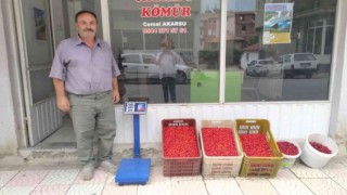 Hisarcıkta kızılcık üretimi arttı fiyatlar 15 TLye düştü