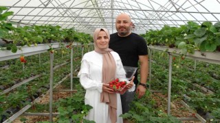 Hobi olarak başladıkları topraksız tarım meslek sahibi yaptı