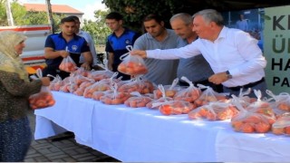 Honaz Belediyesi ata tohumundan yetiştirilen domatesleri halka ücretsiz dağıttı
