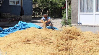 Iğdırda nohut hasadı yapıldı