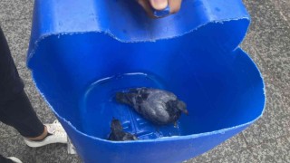İHA muhabirinin duyarlı davranışı, yaralı güvercinlerin hayatını kurtardı