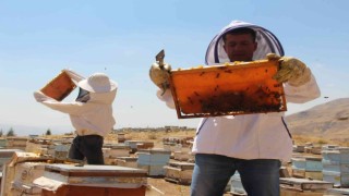 İklim değişikliği florayı etkiledi, arıcılar bu yıl da umduğunu bulamadı