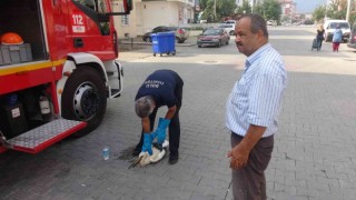 İlk uçuşunda yorgun düşen yavru leyleği yuvasına itfaiye ekipleri bıraktı