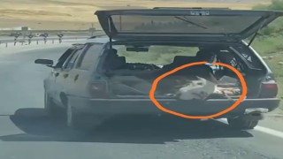İneği çanta gibi otomobilin bagajında taşıdılar