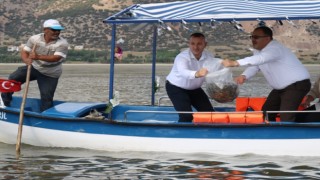 Işıklı Gölüne 300 bin adet yavru balık bırakıldı
