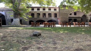 İskender Paşa Konağının asırlık kaplumbağası Muzaffer