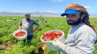 İslahiyede acı hasat