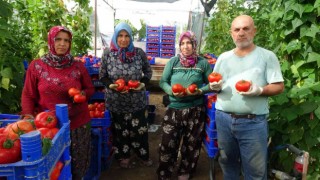 Isparta yaylalarında domates hasadı başladı
