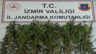İzmirde jandarmadan uyuşturucu operasyonu: 63 şüpheliye işlem