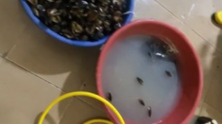 İzmirde sağlıksız koşullarda üretilen 250 kilogram midyeye el konuldu