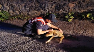 Jandarma ekipleri yaralı köpek için seferber oldu