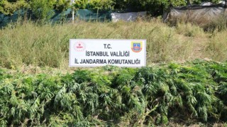 Jandarmadan dron ve uydu destekli kök kenevir operasyonu