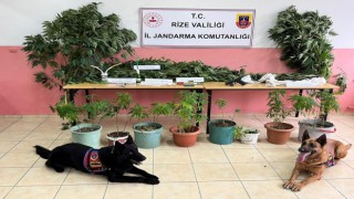 Jandarmadan uyuşturucu operasyonu: 3 gözaltı