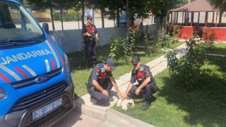 Jandarmanın bulduğu yaralı leylek tedavi altına alındı