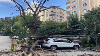 Kadıköyde 150 yıllık meşe ağacı park halindeki 6 aracın üstüne devrildi
