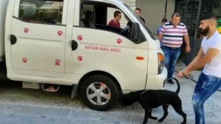 Kadıköyde köpek saldırısı: Köpeğin sahibine para cezası yağdı