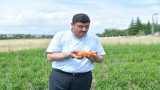 Kahramankazan Belediyesi personeli ihtiyaç sahipleri için sebze meyve yetiştirdi