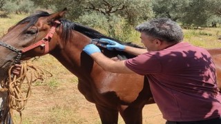 Karacasuda rahvan atları kimliklendirildi