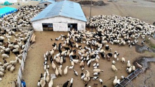 Karakuş: “Küçükbaş hayvancılık sektörü zarar ediyor”