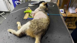 Karın şişkinliğiyle kliniğe getirdiği kedinin karnından tümör çıktı