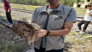 Karsta yaralı Kulaklı Baykuş tedavi altına alındı