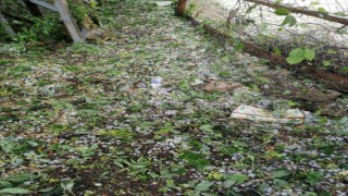 Kastamonuda dolu yağışı zarara neden oldu