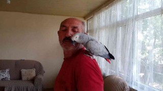 Kayıp papağanlarını bulununca sevinç gözyaşı dökmüşlerdi, o anları anlattılar