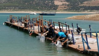 Kemer Barajına 150 bin balık bırakıldı
