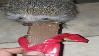 Kendi elleriyle kirpiye çikolata yedirdi