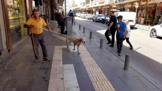 Kiliste başıboş dolaşan Pitbull yakalanarak barınağa götürüldü