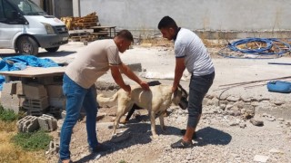 Kiliste evcil hayvanlara mikro çip takılıyor