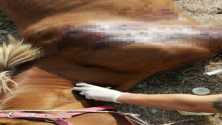 Kırkağaçta fayton atları öldürüldü