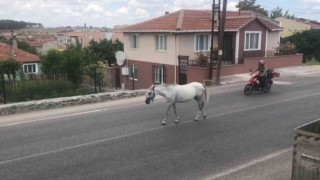 Kırklarelinde başıboş atlar trafiği tehlikeye sokuyor