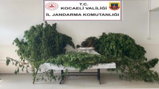 Kocaelide 30 kilo esrar ele geçirildi