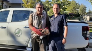 Konyada bitkin vaziyette bulunan kızıl şahin koruma altına alındı