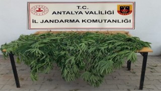 Korkutelide jandarma 30 kök kenevir ele geçirdi