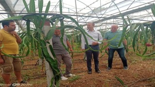 Köyceğizde ilk defa üretilen ejder meyvesi hasat töreni yapıldı