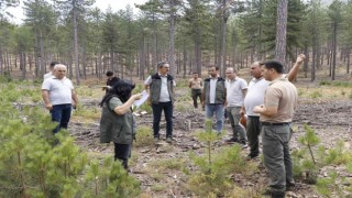 Köyceğizde karaçam gençleştirme sahaları incelendi