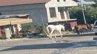 Kulpta başıboş dolaşan atlar ilçe merkezine indi