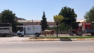 Kurban bayramını aratmayan görüntüler, boğa ortalığı bir birine kattı